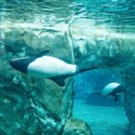 Marine Life on International Drive